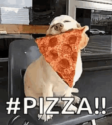 Pizza Dog GIF - Pizza Dog Funny Animals GIFs