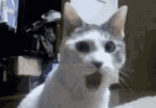 Cat Shocked GIF - Cat Shocked Surprised GIFs