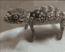 Lizard Gecko GIF - Lizard Gecko Reptile GIFs