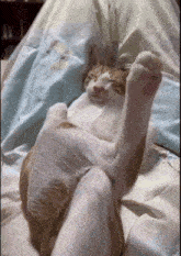 Cat Relax GIF - Cat Relax Chilling GIFs