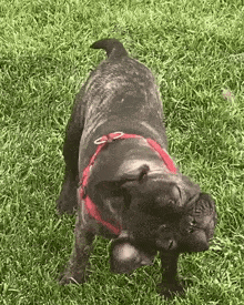 a black pug dog wearing a red harness is standing in the grass .