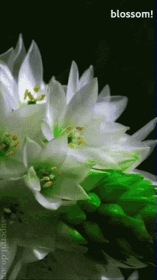 White Blossom GIF - White Blossom GIFs