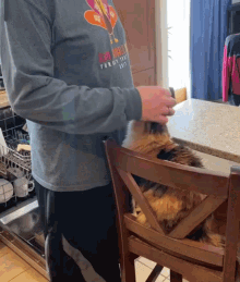 Cat Wants Hugs Cat Hugs GIF - Cat Wants Hugs Cat Hugs Cat Want Sit On Hands GIFs