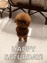 Dancingdog Cutepuppy GIF - Dancingdog Cutepuppy Cuteanimals GIFs