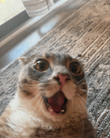 a cat with its mouth wide open looks at the camera