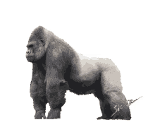 silverback gorilla kingkong kk01