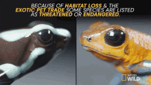 Some Species Are Listed As Threatened Or Endangered That Frog Is Poison GIF