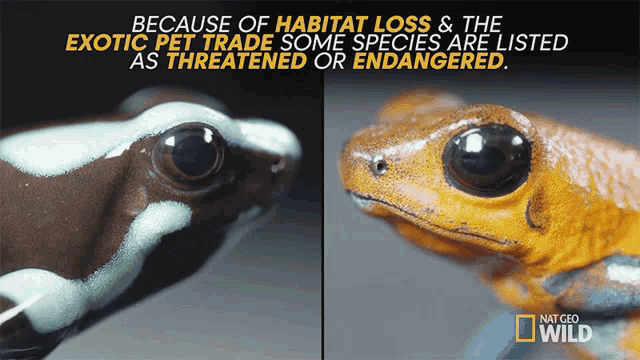 endangered poisonous frogs