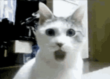 cat shocked surprised
