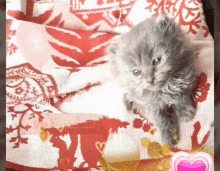 You Are So Sweet I Love You GIF - You Are So Sweet I Love You Cat GIFs