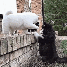 Doggie Dogs GIF - Doggie Dogs Cuddle GIFs