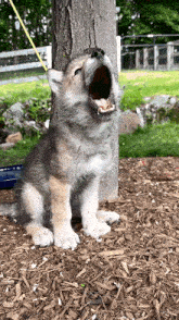 a puppy sitting under a tree with its mouth wide open