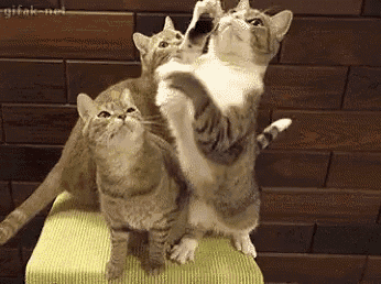 GIF animals cat angry - animated GIF on GIFER - by Sadora
