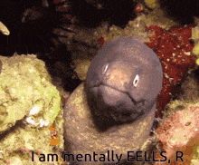 Eels R GIF - Eels R GIFs