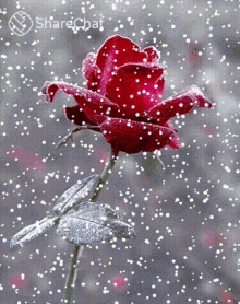 red rose flower for you snow fall winter share chat