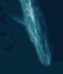 Whale Swimming GIF