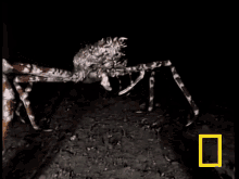 Come With Me. GIF - Spider Crab Spidercrab GIFs
