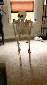 Skeleton GIF - Skeleton GIFs