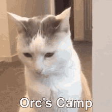 orcs camp