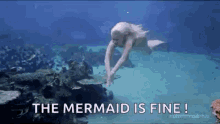 siren sirena tail mermaid swimming