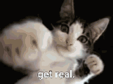 Get Real Dancing Cat GIF - Get Real Dancing Cat GIFs