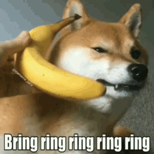 Bring Ring Ring Ring Ring Banana Phone GIF - Bring Ring Ring Ring Ring Banana Phone Dog GIFs