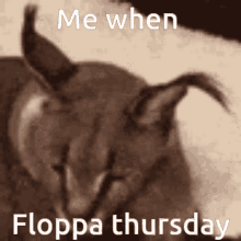 Floppa Floppa Thursday GIF - Floppa Floppa Thursday GIFs