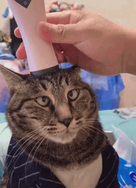Funny Face GIF - Funny Face Animals GIFs
