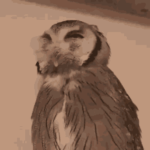 And Iiiiii GIF - Whitney Owl Music GIFs