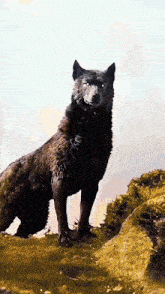 a black wolf standing on top of a grass covered hill