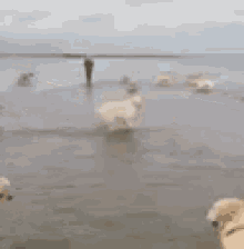 Lol Ocean GIF - Lol Ocean Dog GIFs