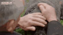 Petting Dog Cesar Millan Better Human Better Dog GIF