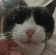 a close up of a black and white cat