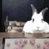 Yisha Rabbit GIF - Yisha Rabbit Bunny GIFs