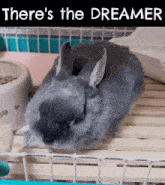 Bunny Bunny Gang GIF - Bunny Bunny Gang Theres The Dreamer GIFs