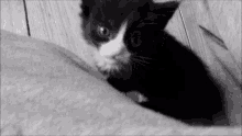 tiny small kitten black and white meow