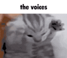 Thevoicescat GIF