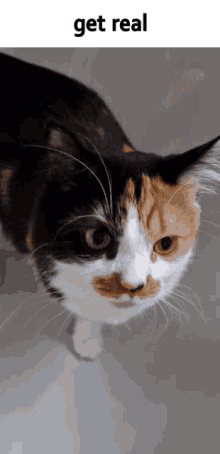 a calico cat looking up at the camera with the caption get real