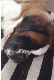 Snore Snoring GIF - Snore Snoring Sleeping GIFs