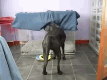 Cool Dog Blanket Trick GIF - Dogs Tricks GIFs