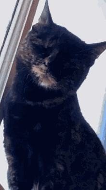 a black cat with a white spot on its chest looks out a window