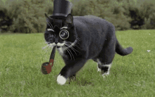 Buster Cat GIF - Buster Cat Top Hat GIFs