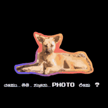 Chami Chaminda GIF - Chami Chaminda Sri Lanka GIFs