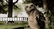 Animals Gurl GIF - Animals Gurl Owl GIFs