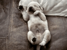 Snoozin GIF - Dogs Puppies Sleepy GIFs