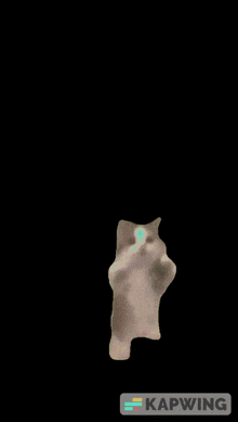 a picture of a cat on a black background with the word kapwing on the bottom right