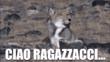 Ciao Ragazzacci GIF - Ciao Ragazzacci Animali GIFs