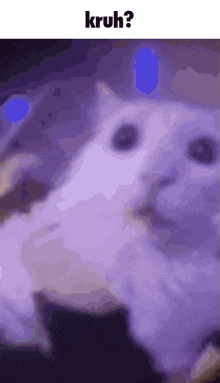 Kruh Kruh Cat GIF - Kruh Kruh Cat Cat GIFs