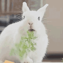 bunny bunny rabbit eating