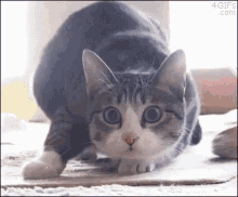 Wiggle Butt GIF - Wiggle Butt Cat GIFs